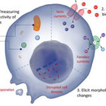 The Role of Bioelectricity: From Metastatic Solid Tumors to Canine Neosporosis