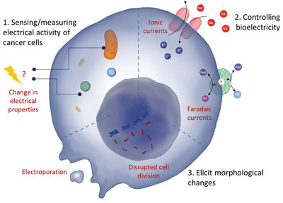 The Role of Bioelectricity: From Metastatic Solid Tumors to Canine Neosporosis