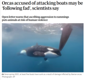 Boat Attacks & Salmon Hats: Two Orca Whale Behaviors Considered Mysteries. Here's An Acoustic Explanation & Supporting Data 3 | Craig Hordlow orcas attacking boats a fad | Craig Hordlow