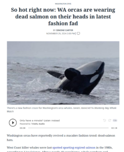 Orca whales with 'salmon hats' on their heads construed as a fashion fad