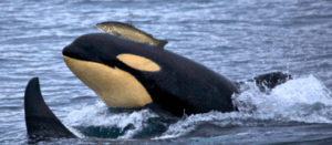 Boat Attacks & Salmon Hats: Two Orca Whale Behaviors Considered Mysteries. Here's An Acoustic Explanation & Supporting Data 4 | Craig Hordlow Orca wearing a 'salmon hat'